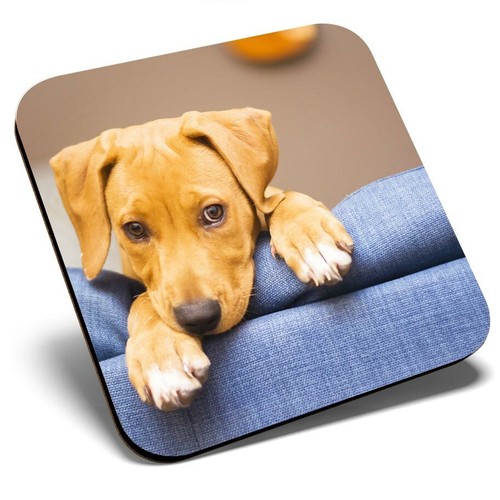 Square single coaster cheeky - coaster,