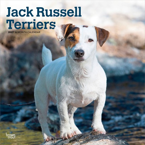Jack russell terriers 2027 - russell,