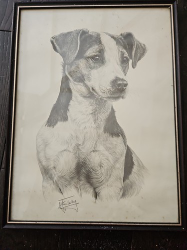 Jack russell pencil - russell, drawing