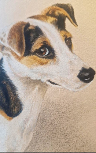 Superb jack russell original - jack,