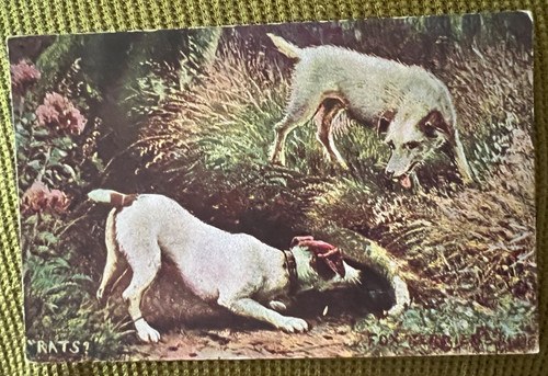 Antique dog postcard jack - antique,