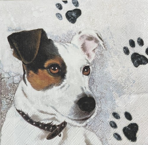 Jack russell dog single - jack,