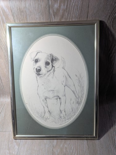 Jack russell terrier - jack,