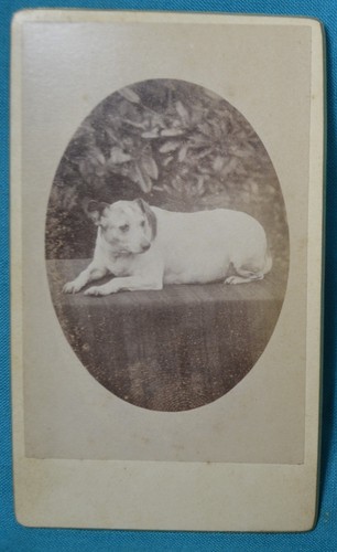 Charming 1880s cdv carte - 1880s, de