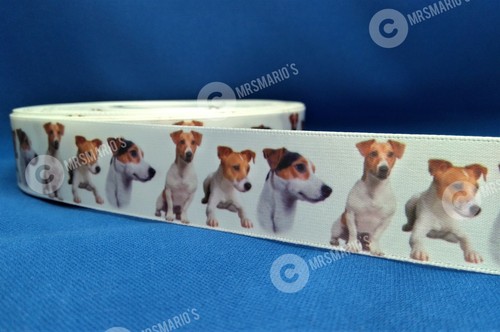 Jack russell terrier - russell, dog
