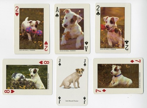 Jack russell terrier - jack,