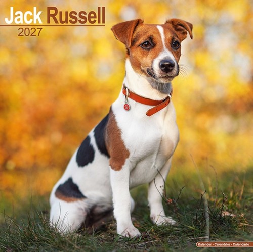 Jack russell - jack,