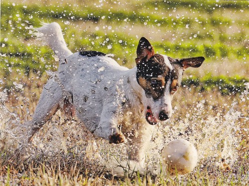 Dog playing water - dog, photo
